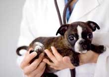 vets in Maui, West Maui veterinarians, vets near Ka'anapali, Hawaii